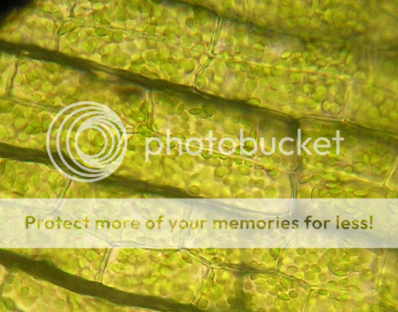 Elodea Leaf Cells; 400x Magnification With A Light Microscope, X 4.0